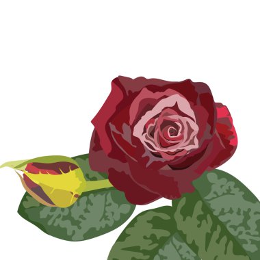 Suluboya Koyu Kırmızı Gül buketi