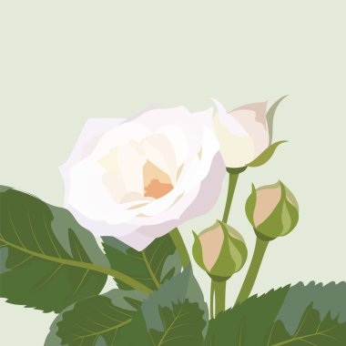 Hassas beyaz gül izole