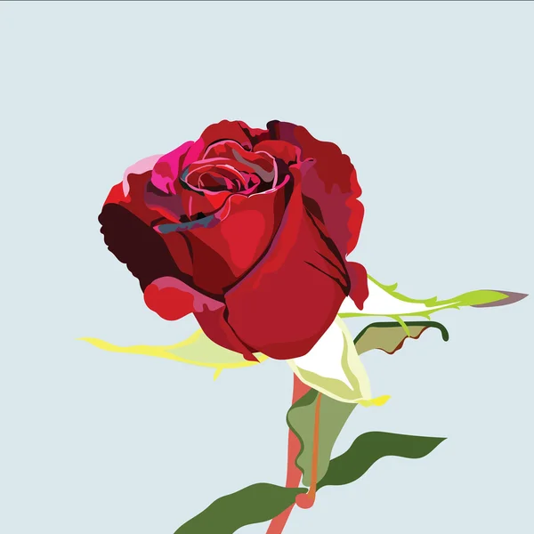 Delikat röd ros blomma isolerad — Stock vektor