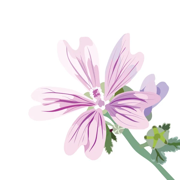 Delicate Pink bunga terisolasi - Stok Vektor