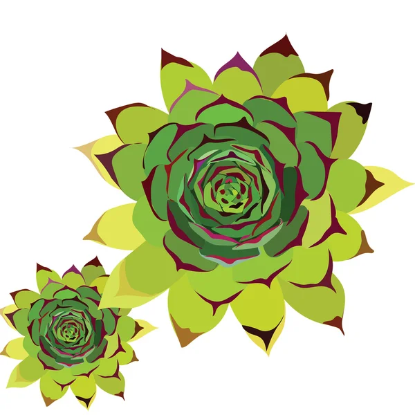 Тропічна зелена квітка ізольована — стоковий вектор