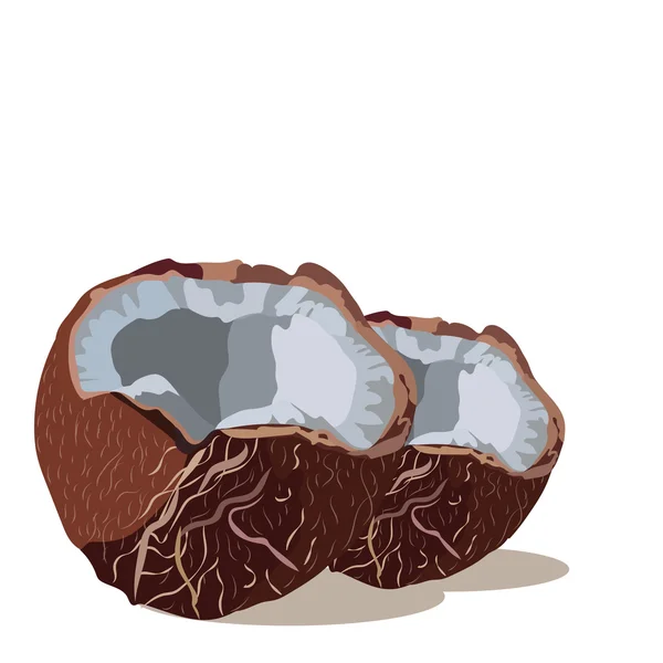 Verse kokosnoot vector geïsoleerd — Stockvector