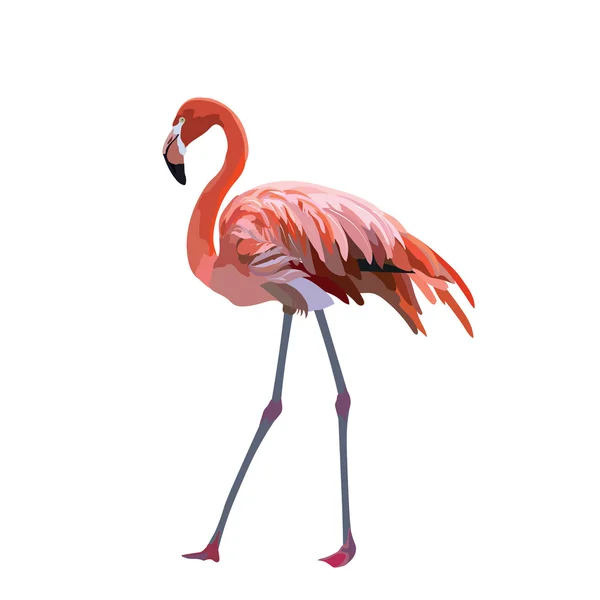 Flamant rose Oiseau isolé — Image vectorielle