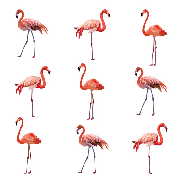 Pink Flamingo birds pattern — Stock Vector