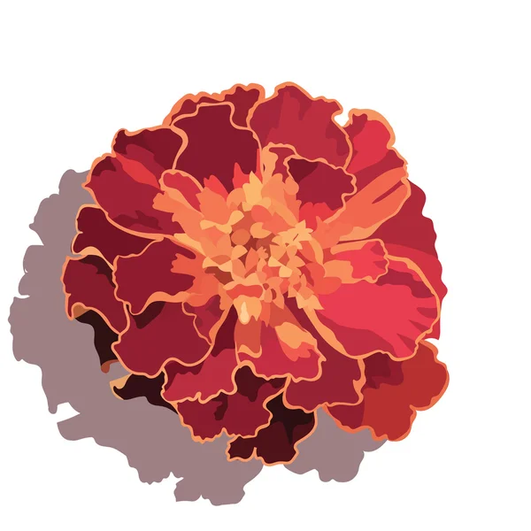 Marigold flower isolated — Stock Vector