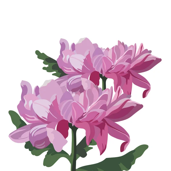 Chrysanthemum Flower isolated — Stock Vector