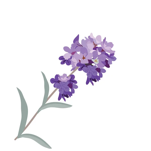 Lavendelblüte im Aquarell-Stil — Stockvektor