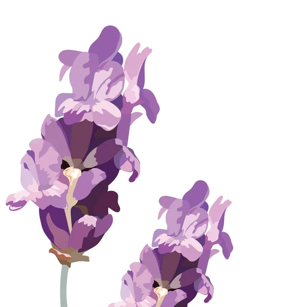 Lavender flowers isolated on white — Stock Vector