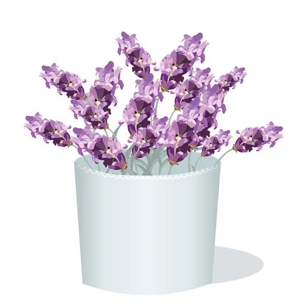 Lavendel blommor i en vit kruka — Stock vektor