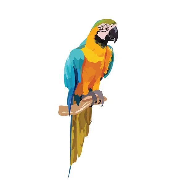 Colorful parrot on a branch — Stock Vector