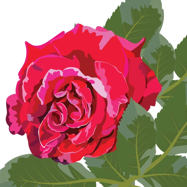 Röd ros blomma med löv — Stock vektor