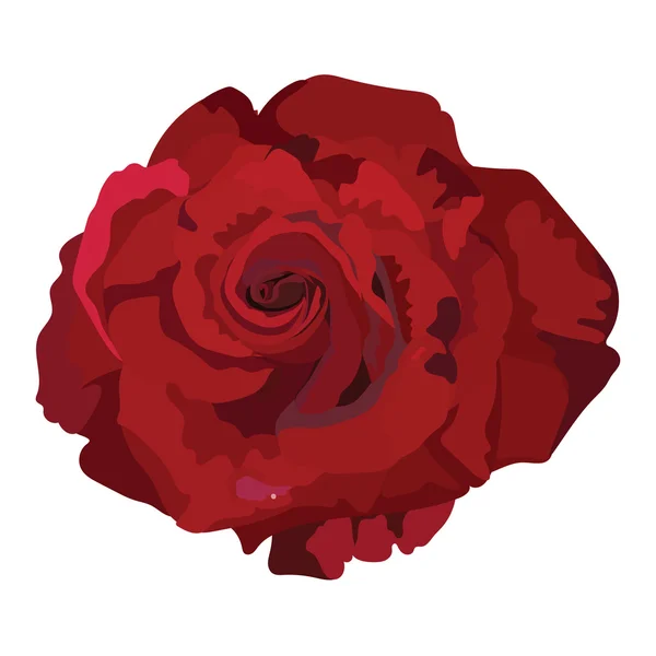 Rosa roja delicada aislada — Vector de stock