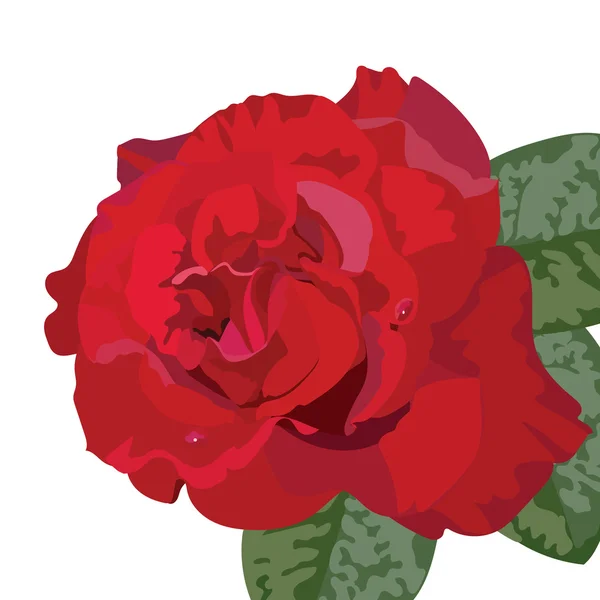 Rosa roja delicada aislada — Vector de stock