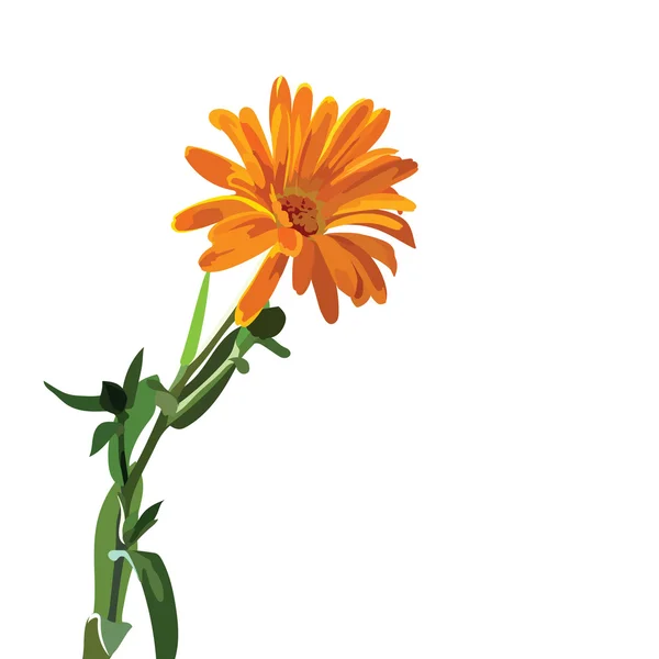 Belle fleur aster — Image vectorielle