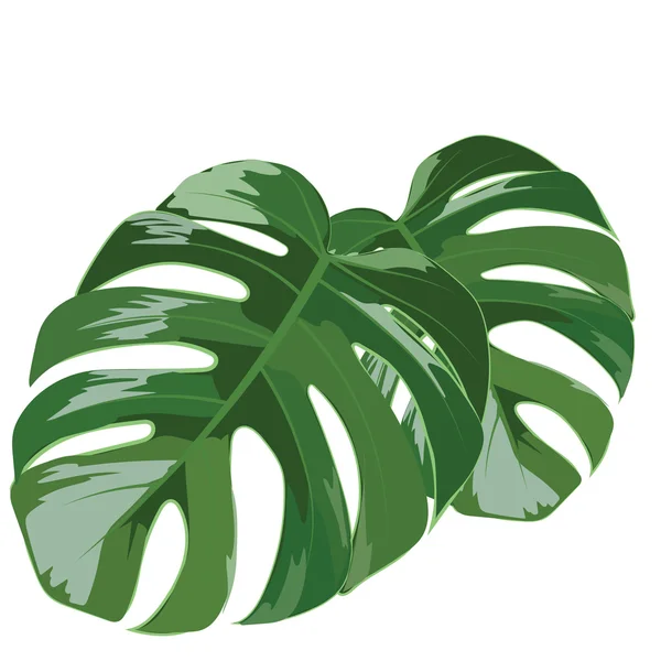 Palmenblätter isoliert — Stockvektor