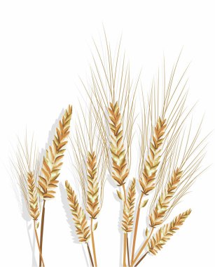 Beyaz üzerine izole buğday