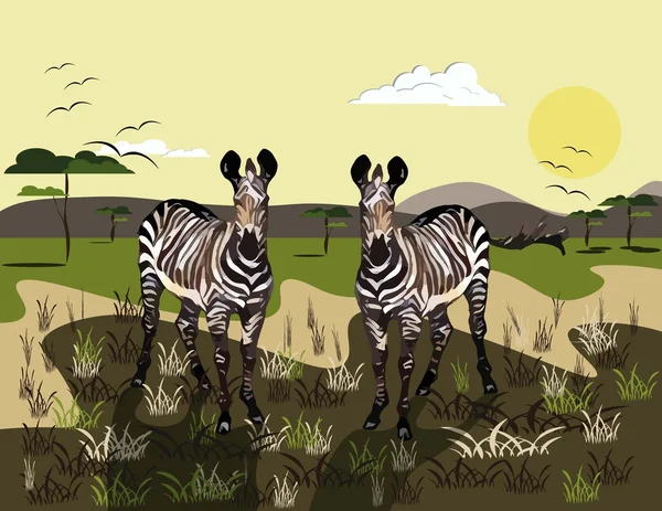 Two Zebras wild nature background — Stock Vector