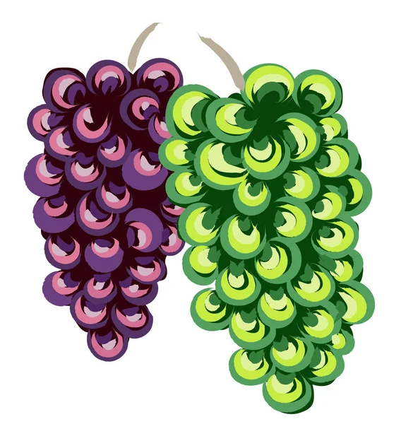 Composition de grappes de raisins blanches et violettes. Style d'art traditionnel — Image vectorielle