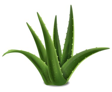 Aloe Vera sulu bitki taşıyıcı gerçekçi. Ürün yerleştirme modeli. 3 boyutlu ayrıntılı yaprak doğal kaktüs çizimleri yetiştiriyor.