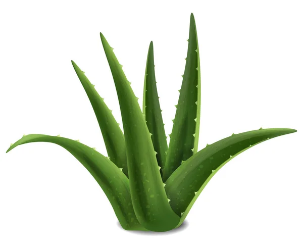 Aloe Vera zamatos növényi vektor reális. A termék elhelyezése gúnyolódik. 3d részletes levél növekvő természetes kaktusz illusztrációk — Stock Vector