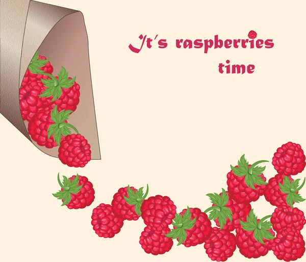 Red Rasberries. Vektor - Stok Vektor