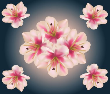 Lily çiçek kompozisyon