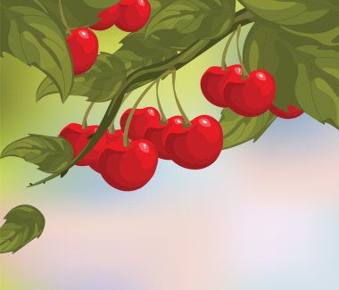 Şube lezzetli kiraz