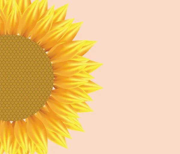 Sun flower ilustrace — Stockový vektor
