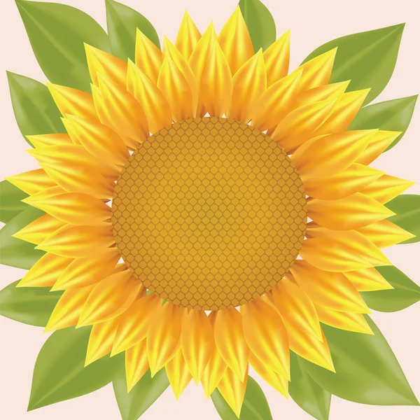 Сонце квітка ілюстрація — стоковий вектор