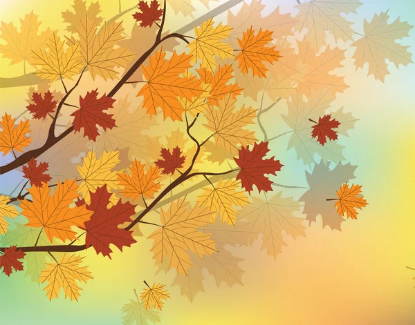 Hojas de arce naranja otoño — Vector de stock