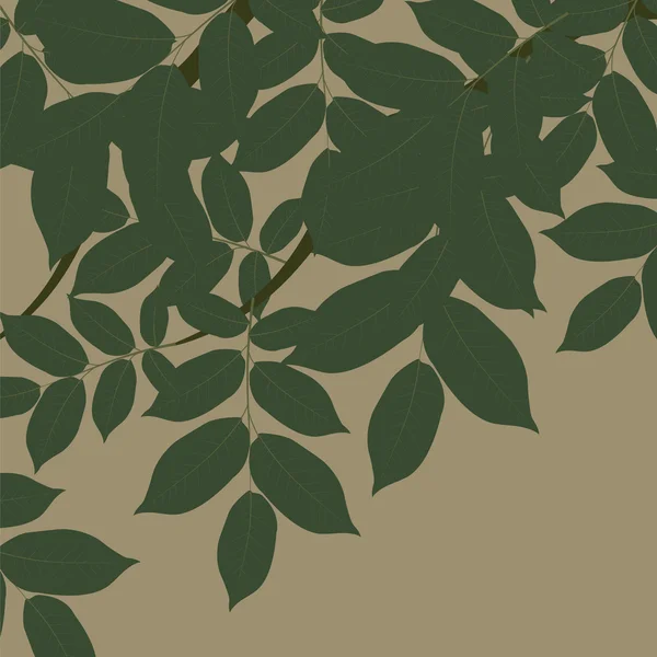 Herfst walnut bladeren — Stockvector