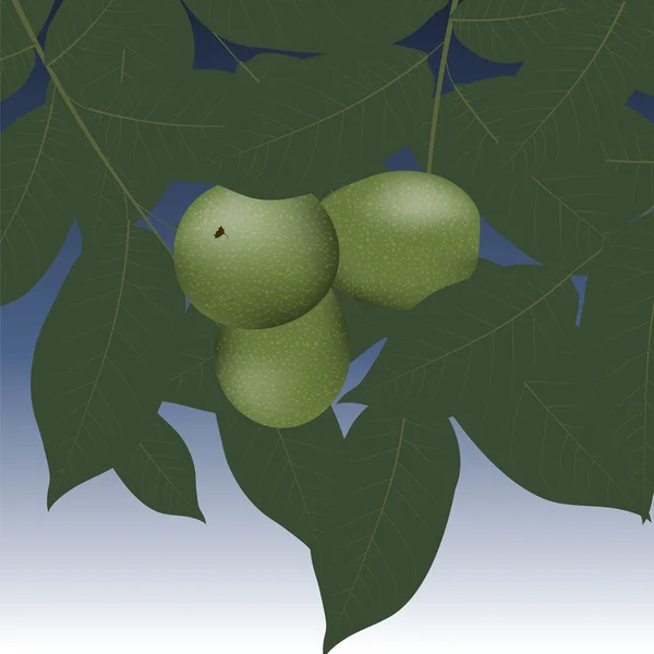 Branche d'arbre avec noix — Image vectorielle