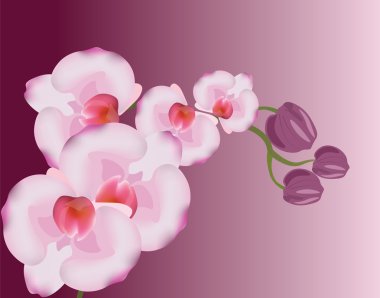 Orkide çiçekleri adam