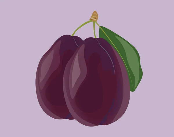 Plommon frukt isolerade — Stock vektor