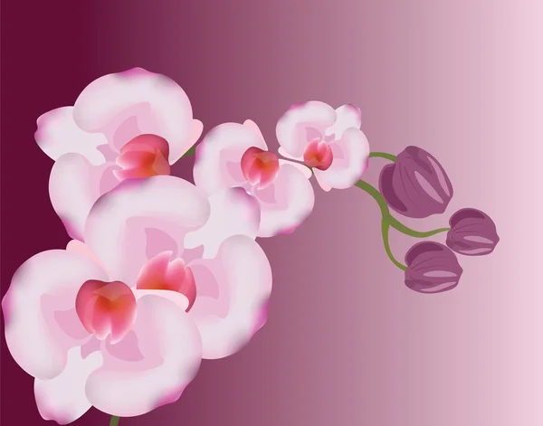 Orchideenblumen Hintergrund — Stockvektor
