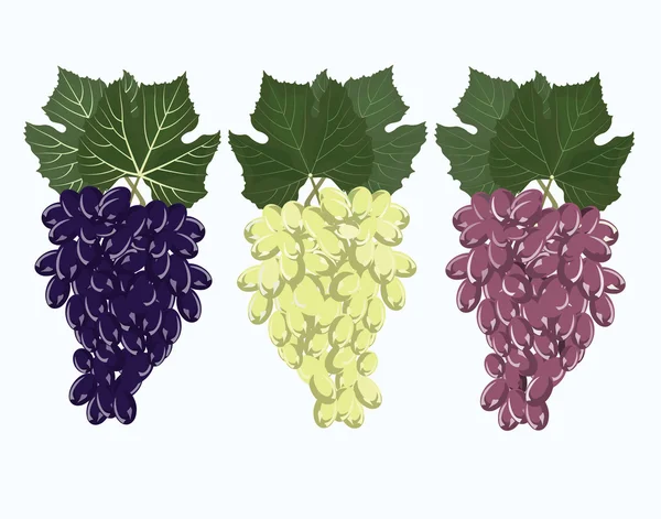 Ensemble de grappes de raisins — Image vectorielle