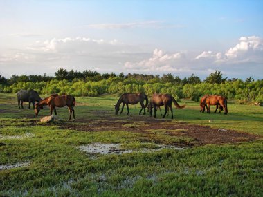 Horses are grazed on a meadow