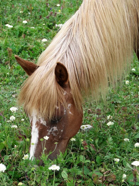 Het paard met een lichte manen eet een gras — Stockfoto
