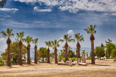 Palmiye ağaçları ve gökyüzü ile güzel manzara