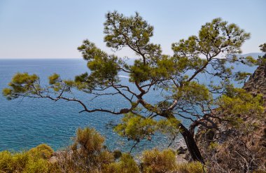 Bir ağaç deniz manzara