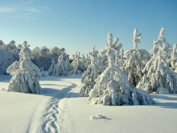 Güzel kış orman - 6 fotoğraf