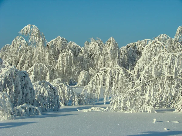 Güzel kış orman - bir fotoğraf 9