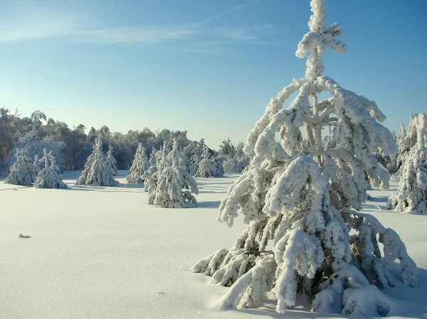 El bosque hermoso invernal - la foto 7 —  Fotos de Stock