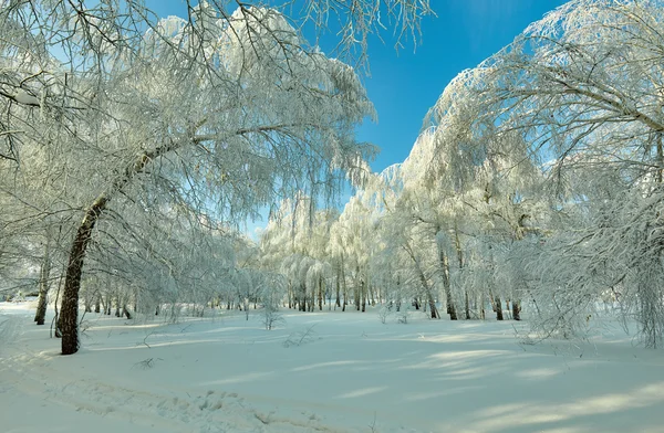 Güzel kış orman - bir fotoğrafı 14