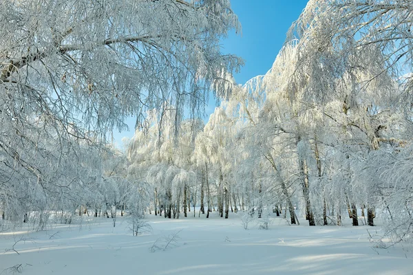 Güzel kış orman - bir fotoğrafı 13