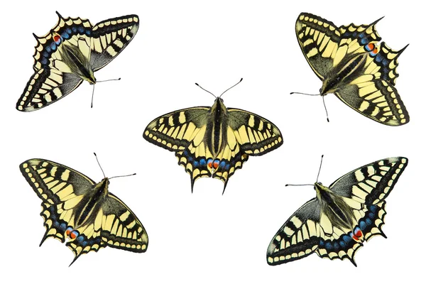 Schmetterlinge auf weißem Hintergrund - Foto 4 — Stockfoto