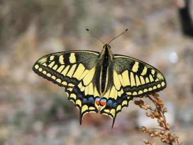 Güzel sarı kelebek - 7 fotoğraf