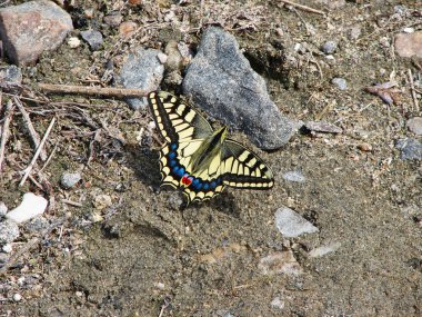 Güzel sarı kelebek - bir fotoğrafı 1