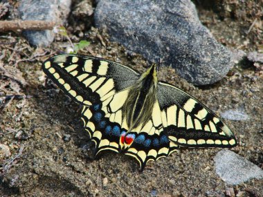 Güzel sarı Kelebek - 5 fotoğraf