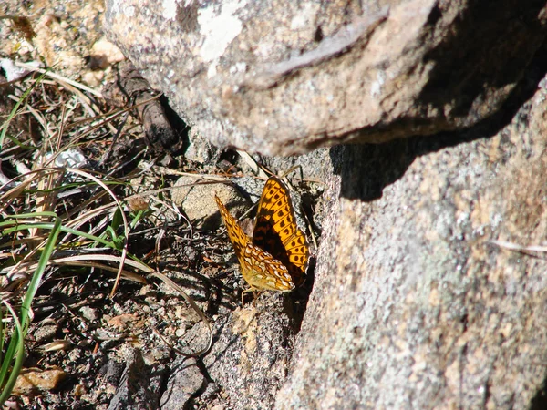 Piękny brązowy motyl - zdjęcie 1 — Zdjęcie stockowe